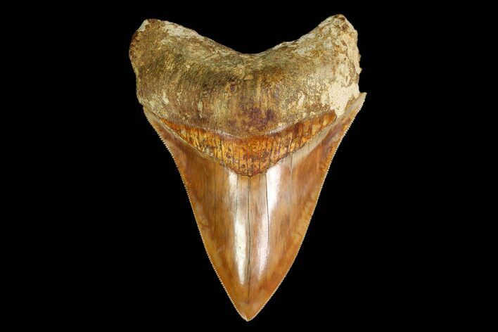 Serrated, Fossil Megalodon Tooth - Indonesia #148966